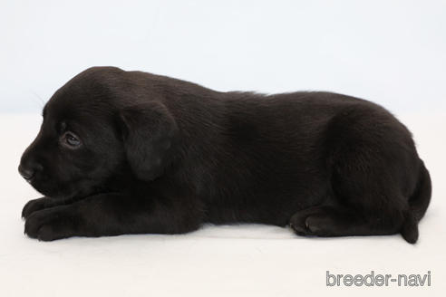 成約済の神奈川県のラブラドールレトリーバー-185922の3枚目